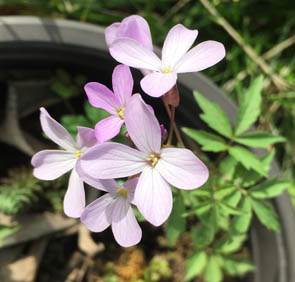 Cardamine pentaphyllos